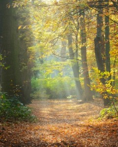 Forest path with sun shining and leaves on path