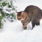 tabby cat walking in deep snow